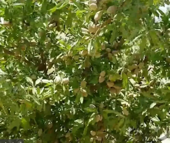 فروش باغ  باغچه  و زمین کشاورزی
