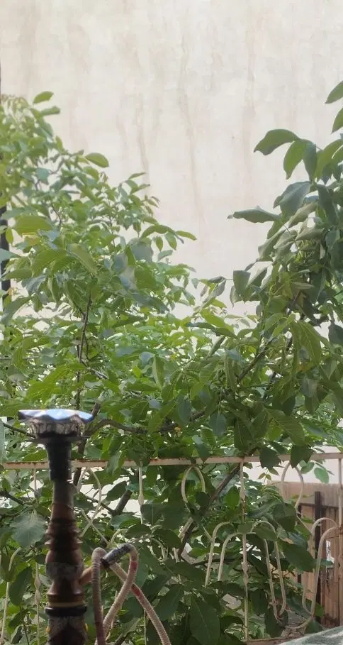 قطعه زمین باغی