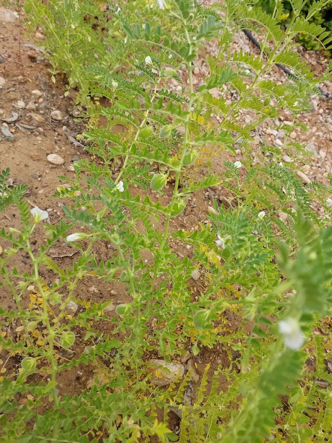 زمین تجاری فروشی