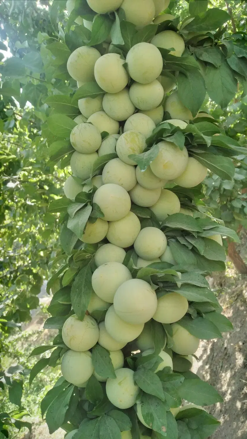 باغ میوه 8 ساله
