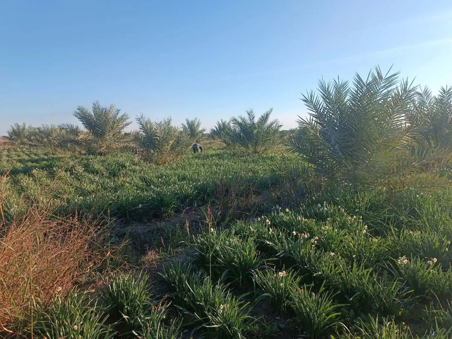 فروش باغ خرما و نرگس