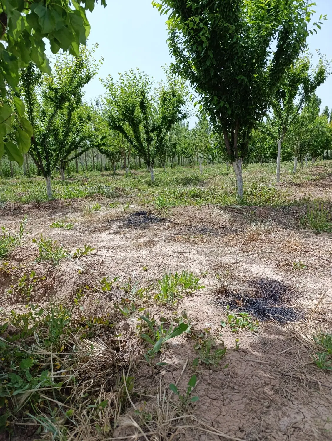 باغ  باغ  باغ  میوه عسگر اباد سند محضری ۱۱۵۰ متر