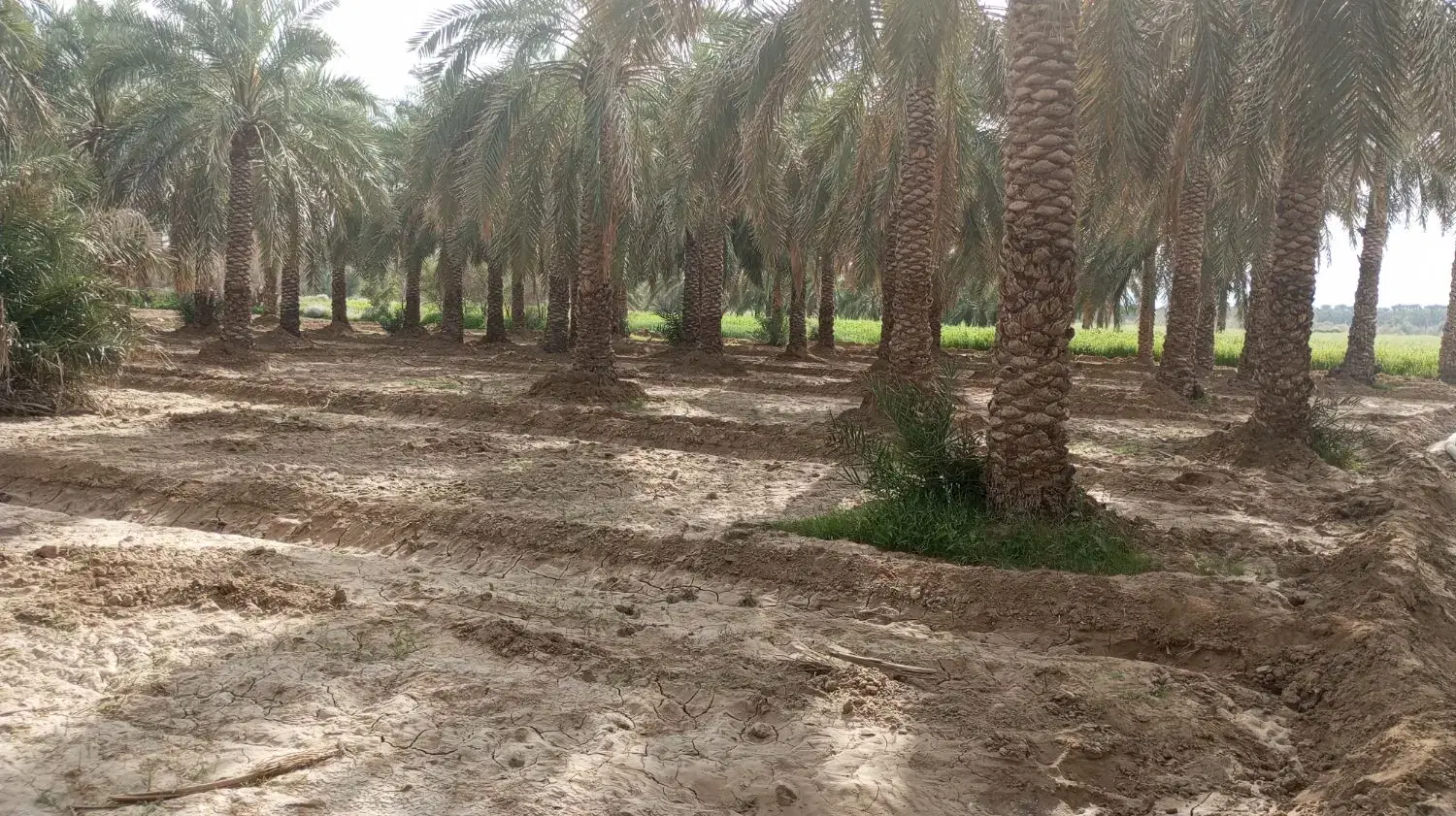 باغ خرما زمین کشاورزی اجاره و فروش
