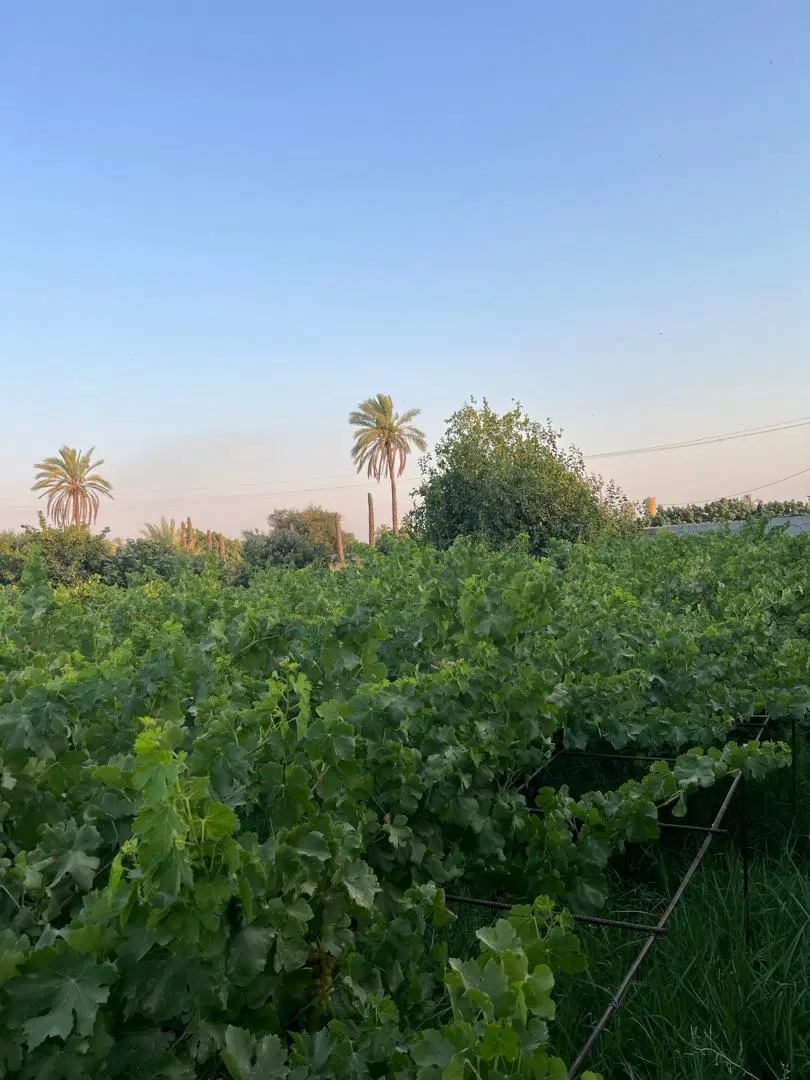 باغ  جاده سیمان