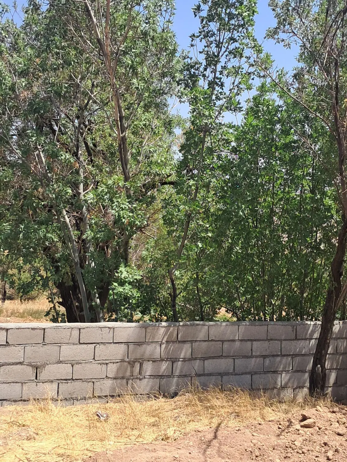 باغ جاسب دارای  خانه و استخر