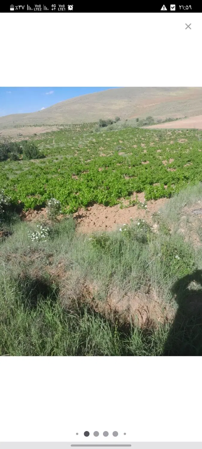 باغ انگور  راه روستای آزاد سفلی..
