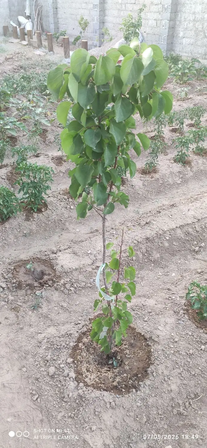 280 متر باغچه سربندان