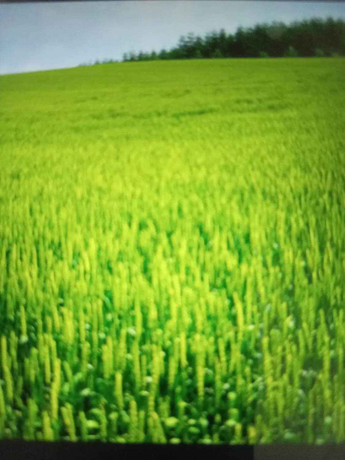 زمین کشاورزی