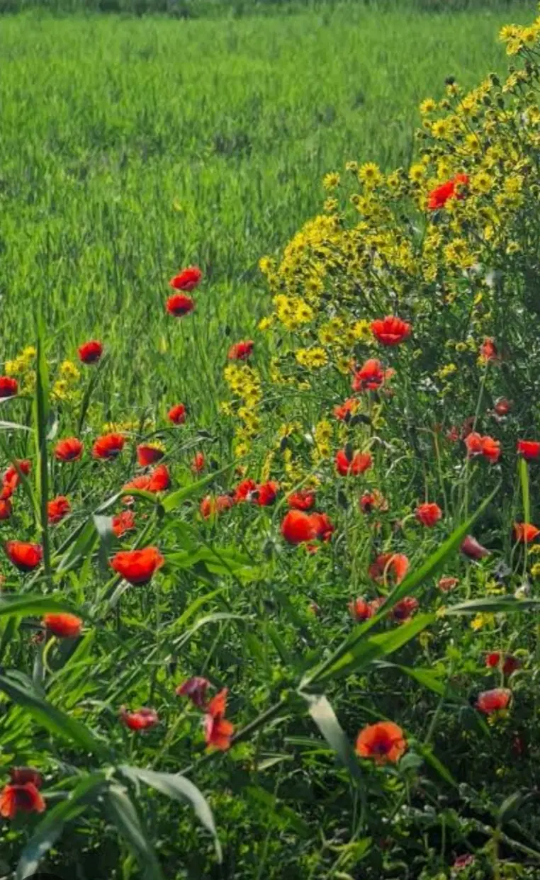 زمین کشاورزی روی جاده اصلی سنندج - کامیاران