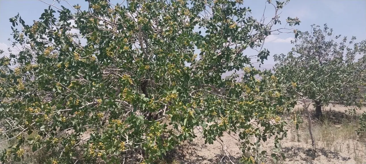 باغ پسته مهماندوست