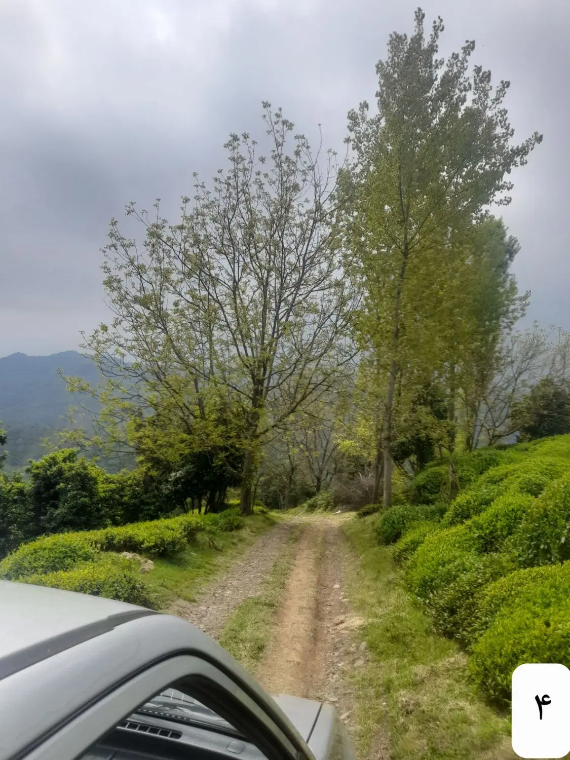 باغ چای