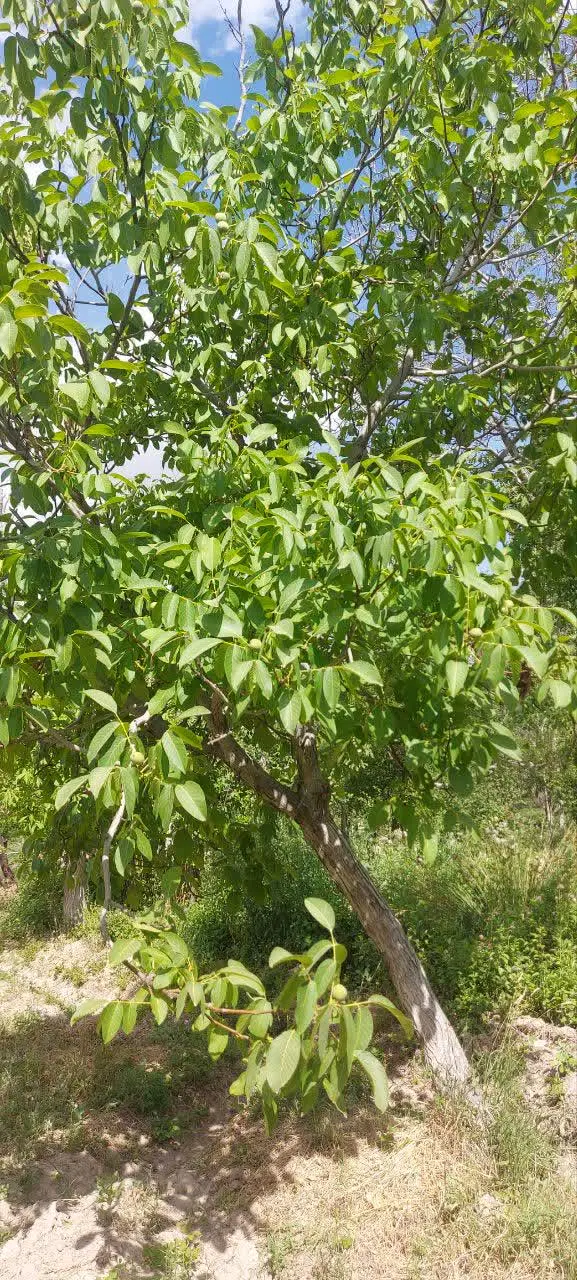 باغ میوه