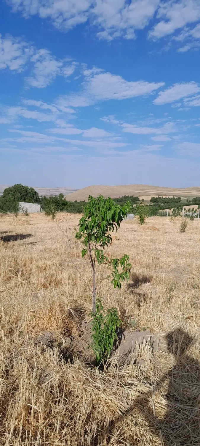 قطعه زمین باغ سند ششدانگ