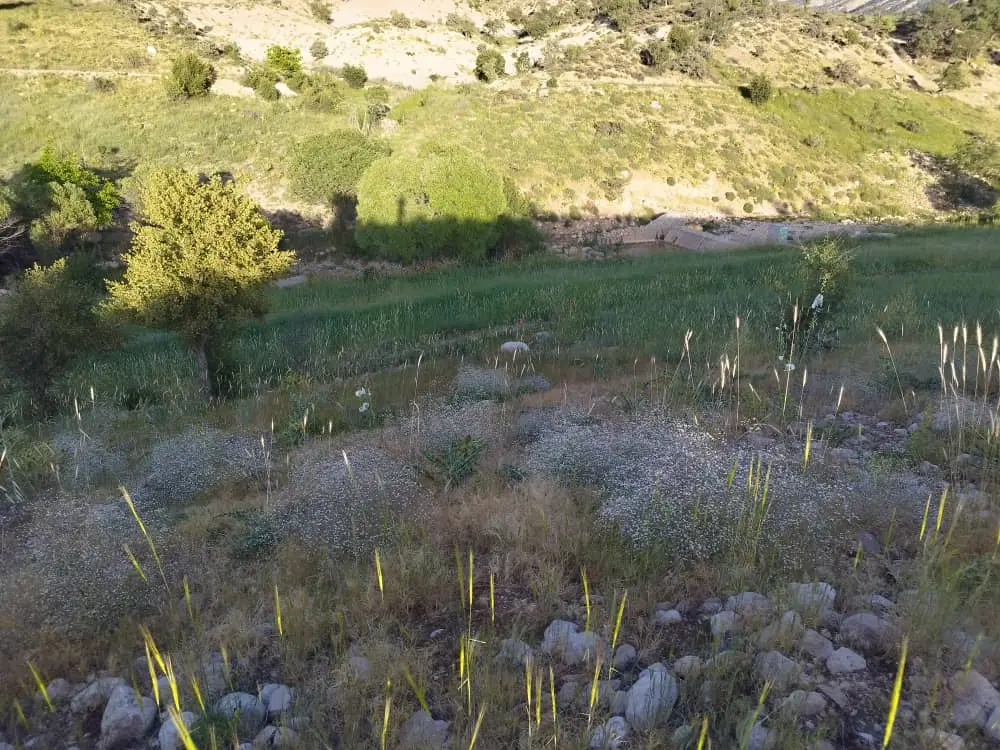 زمین مناسب خونه باغ