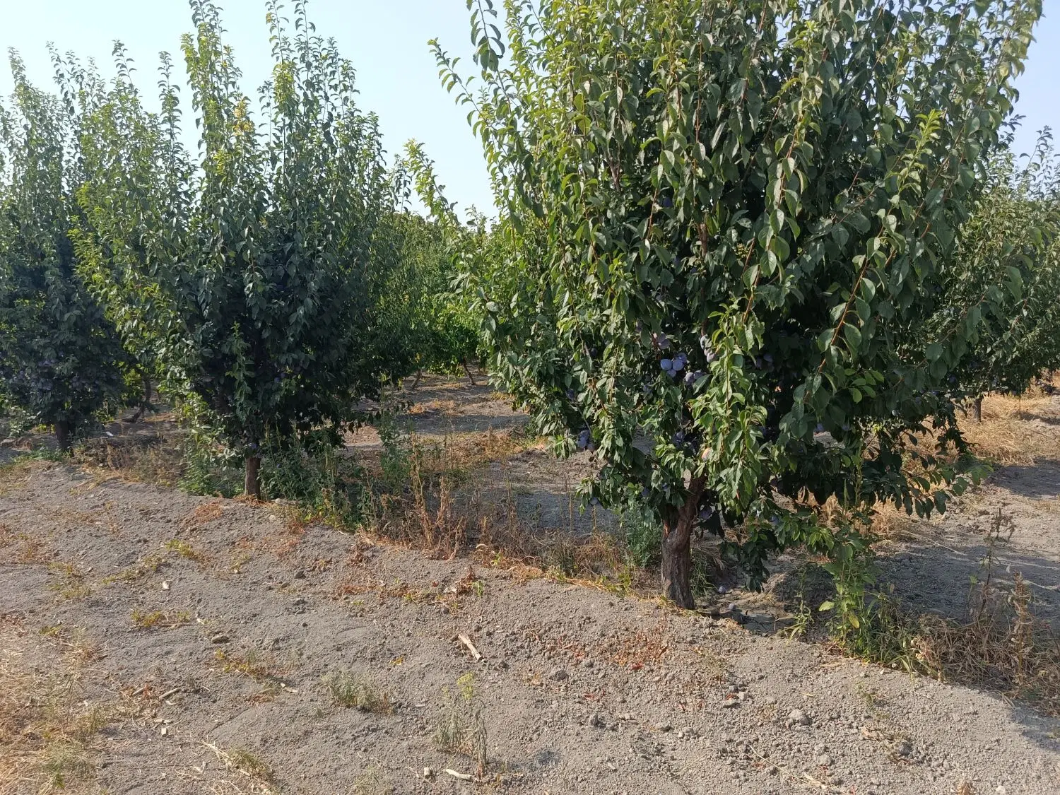 فروش باغ و باغچه