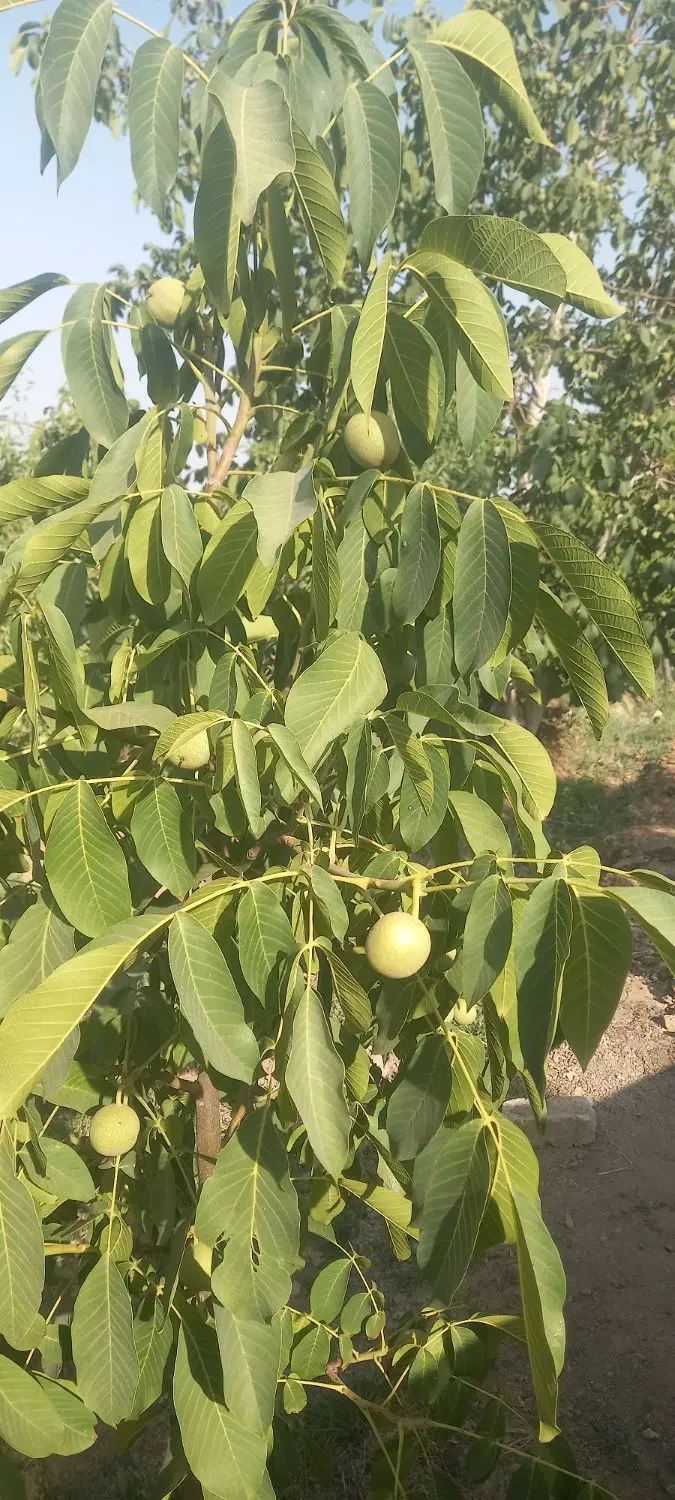 سلام باغ وباغچه لب اسفالت و اب