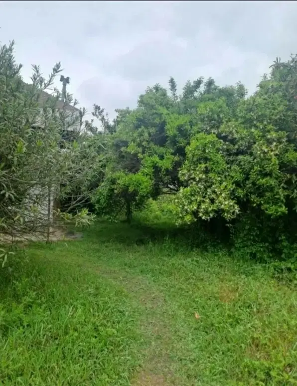 ۸۰۰ متر زمین مسکونی  لولمان