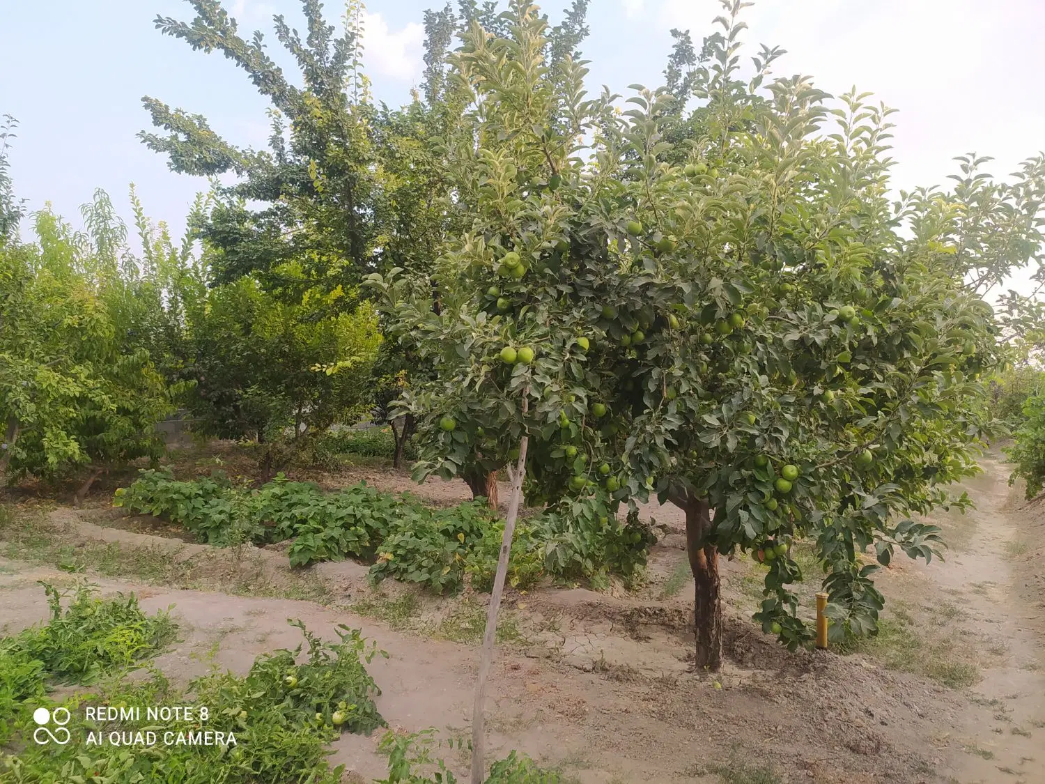 ویلا باغ3500متری در 5کیلومتری شهر  روستای جارچلو