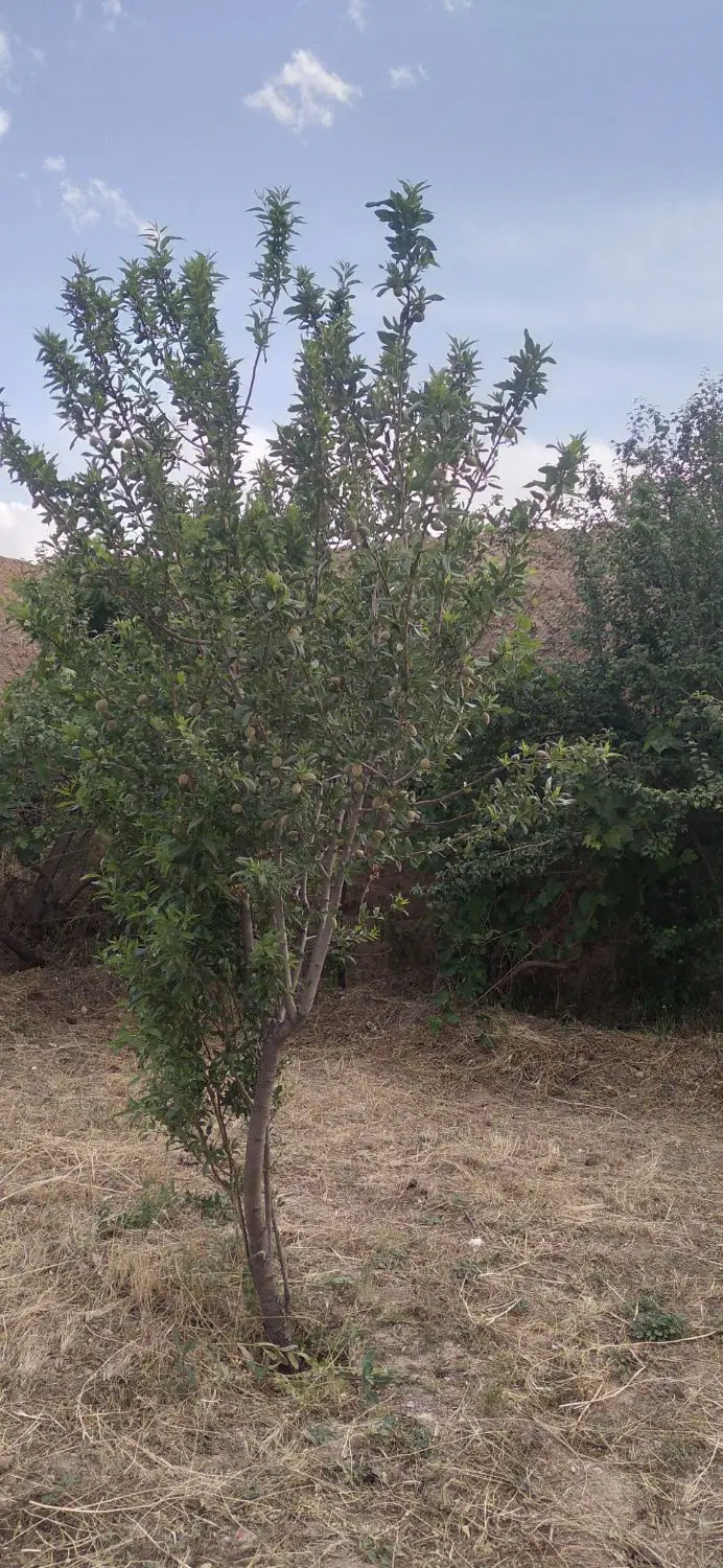 باغ ویلا