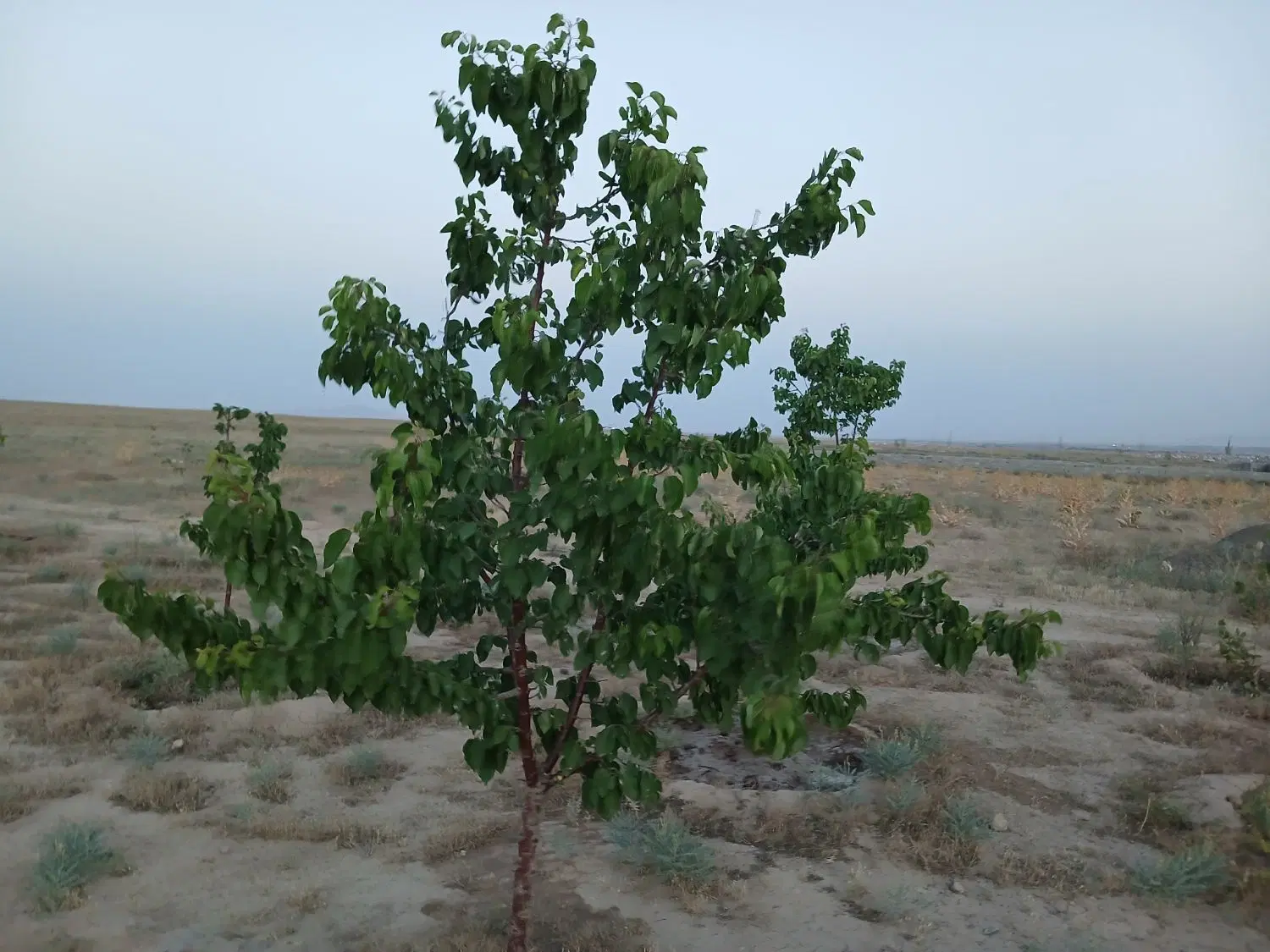 زمین باغی معاوضه با هوایی سفت کاری