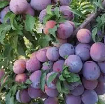 باغچه نقلی چهار دیواری 220 متری