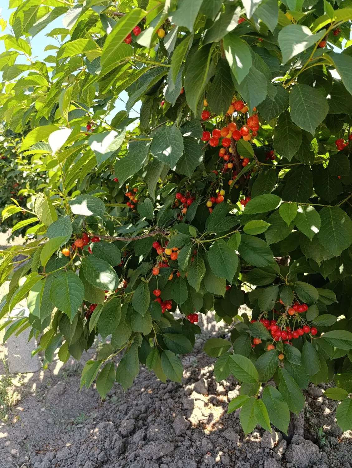 فروش باغ وخانه باغ