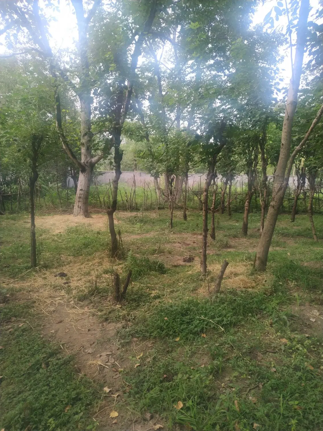 600متر زمین در یکی از دنج ترین جاهای شهرستان شفت