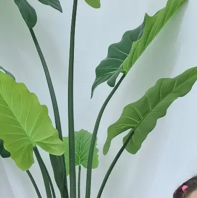 باغ صلوات آباد