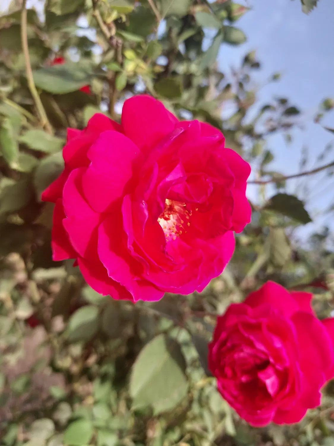 باغ ۱۰۰۰ یا ۲۰۰۰ متری