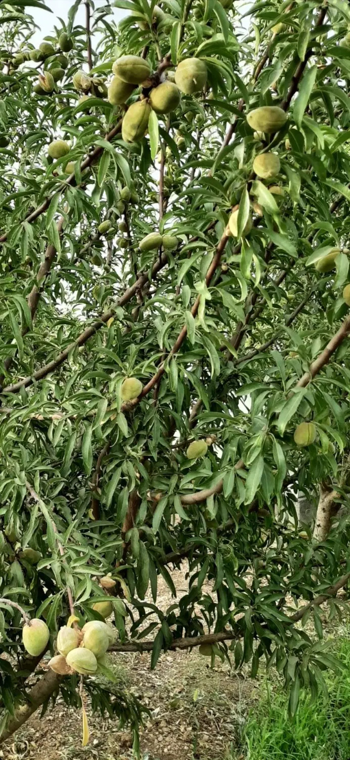 باغ فروشی جاده کوچری