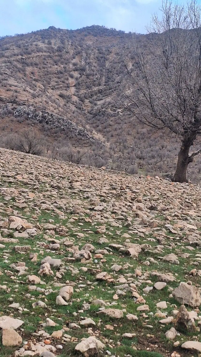 فروش یه پلاک زمین ۱۸۰ متری طرح جاج نقدعلی محمودی