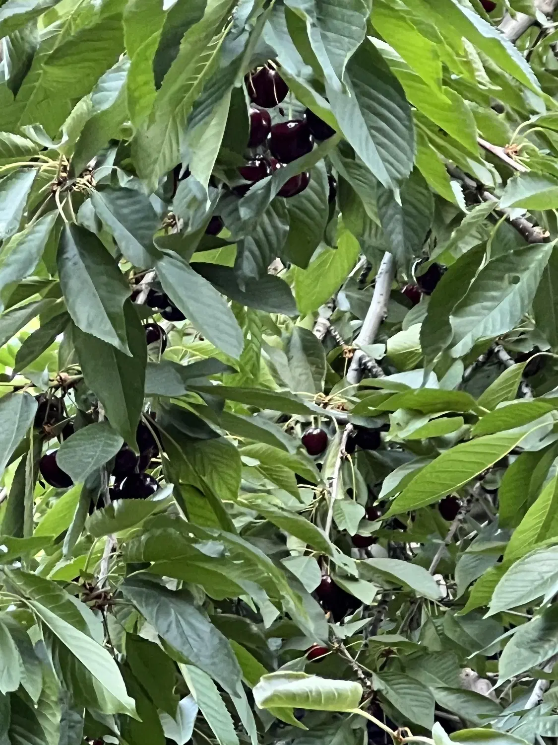 فروش باغچه ۵۴۵ متری فشند ۸۵ کیلومتری تهران