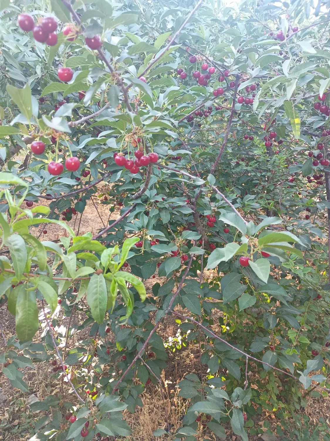 ۲۰۰۰ متر طرح هادی  زاگرس سامان