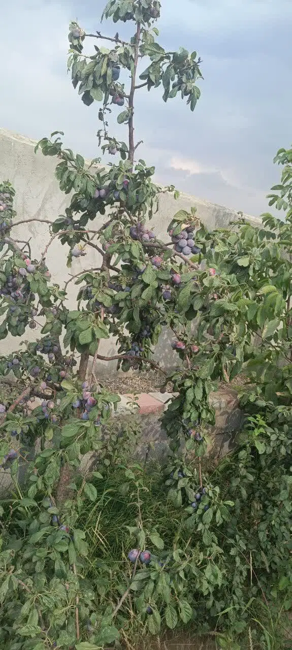 باغ۴۶۰متری کنجینه برق اختصاصی