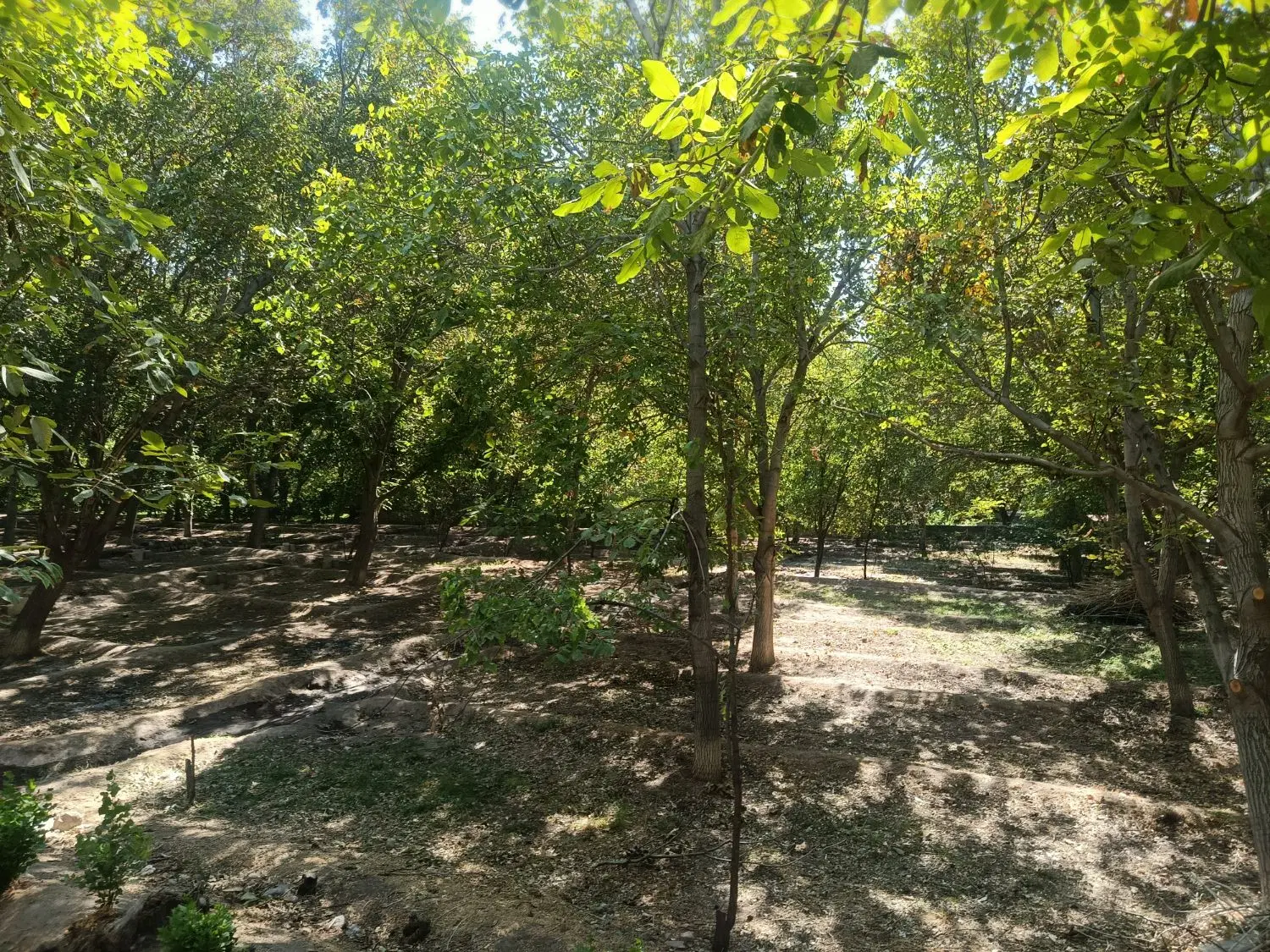 باغ به متراژ ۳۰۰متر در اسکو