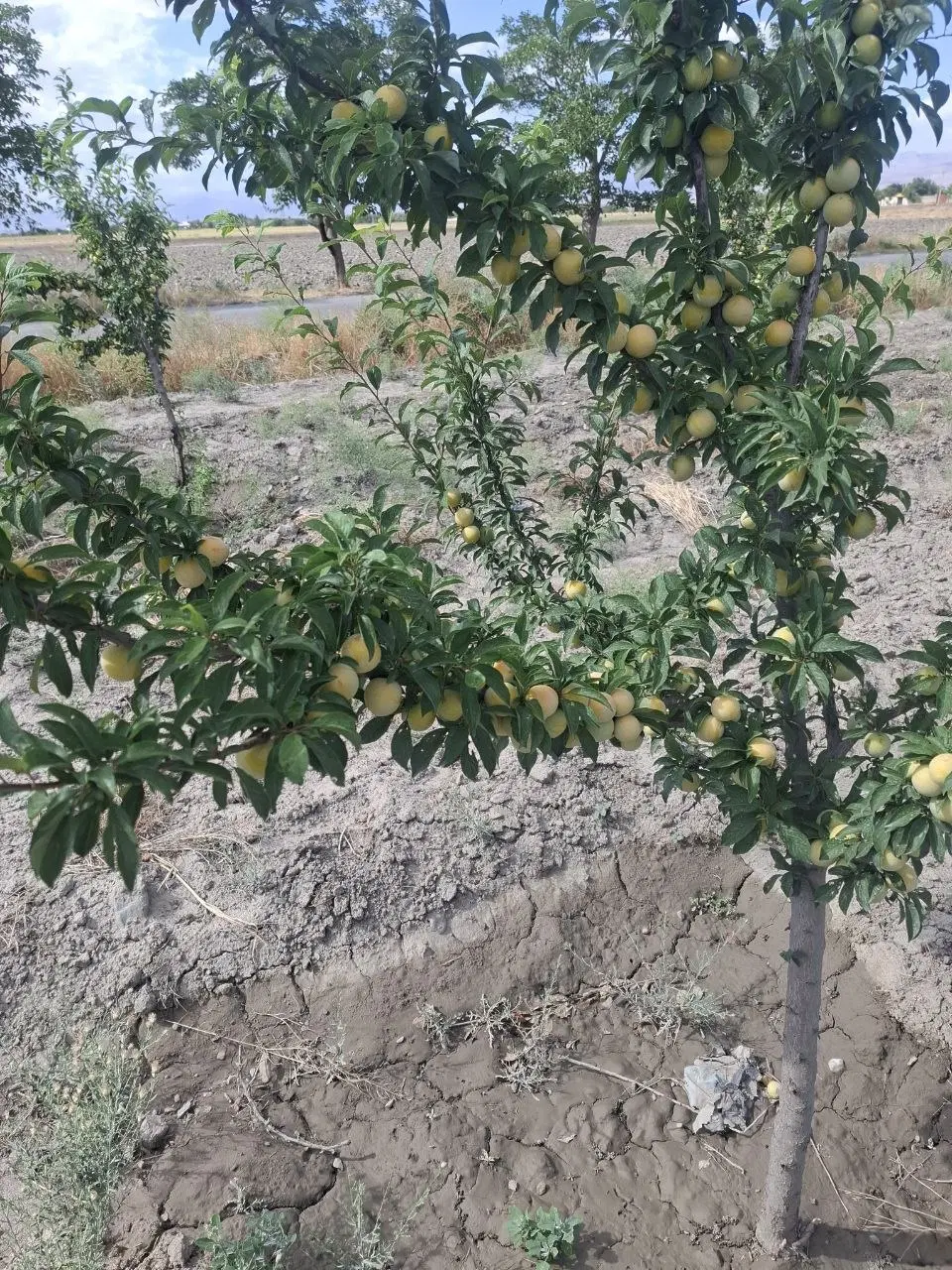 فروش زمین