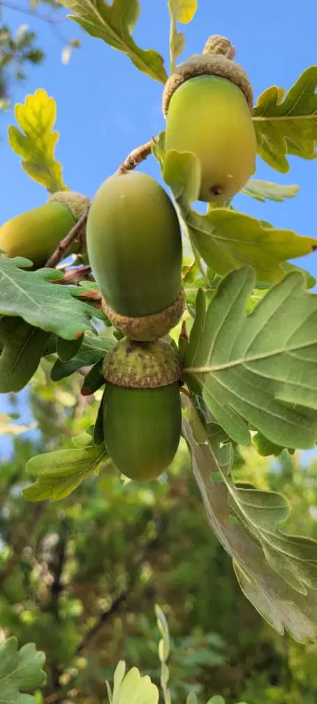 فروش باغ