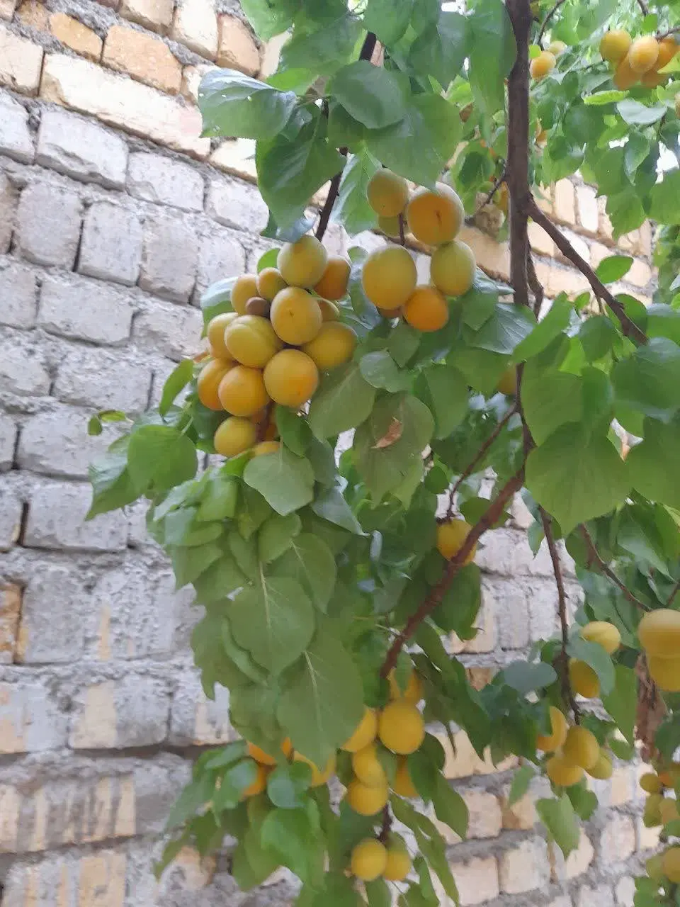 باغ با 800 متر زمین مسکونی