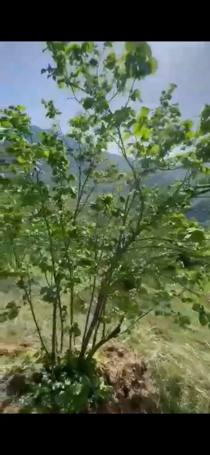 فروش.باغ