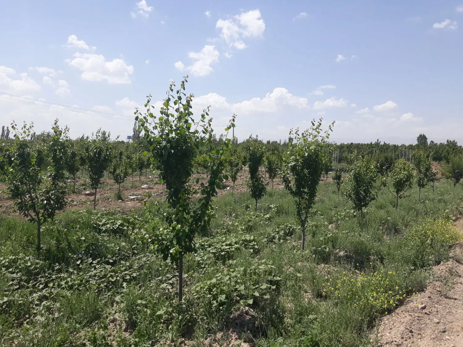 باغ همه نوع میوه ۵ساله مرتب
