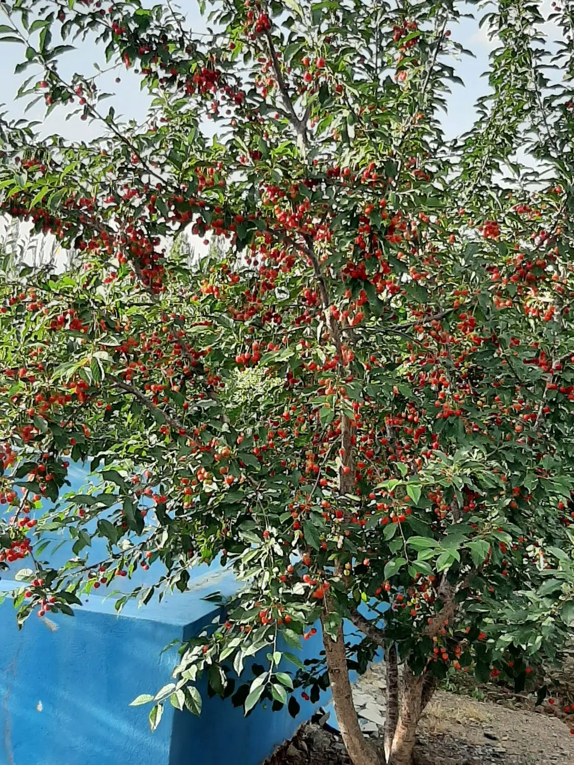 باغ وویلا