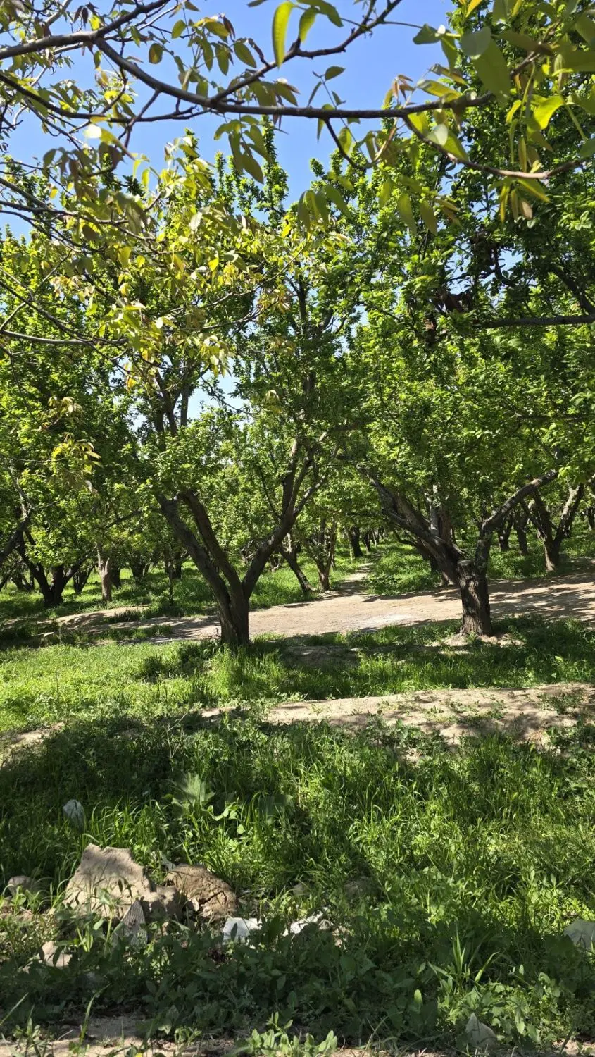 1000 متر 4 دیواری باغ در بکه