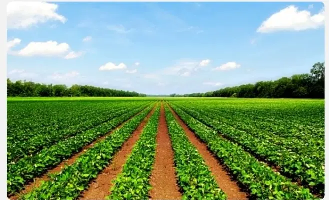 فروش زمین جهت سرمایه گذاری