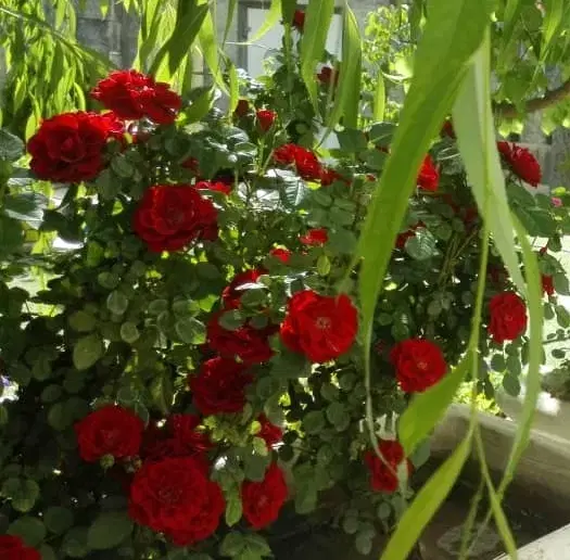 فروش  پهنه بیکران