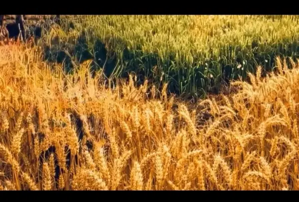 زمین کشاورزی در کلدره