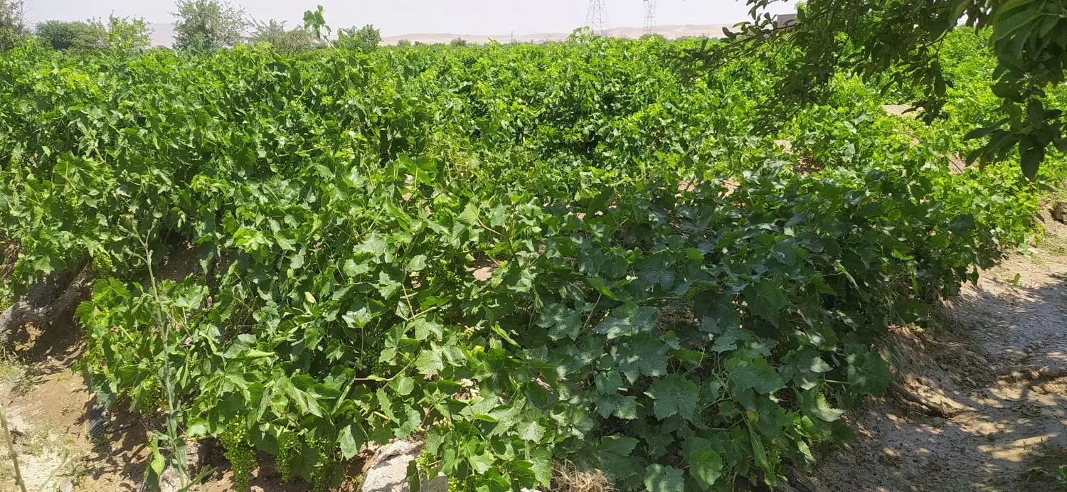 فروش باغ انگور در ملکان ( معاوضه با خانه در مراغه)