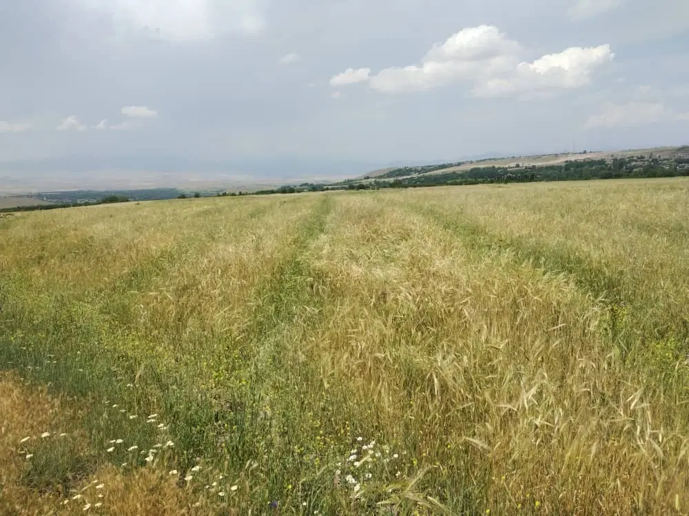 یک قطعه باغ جدید احداث شلیل
