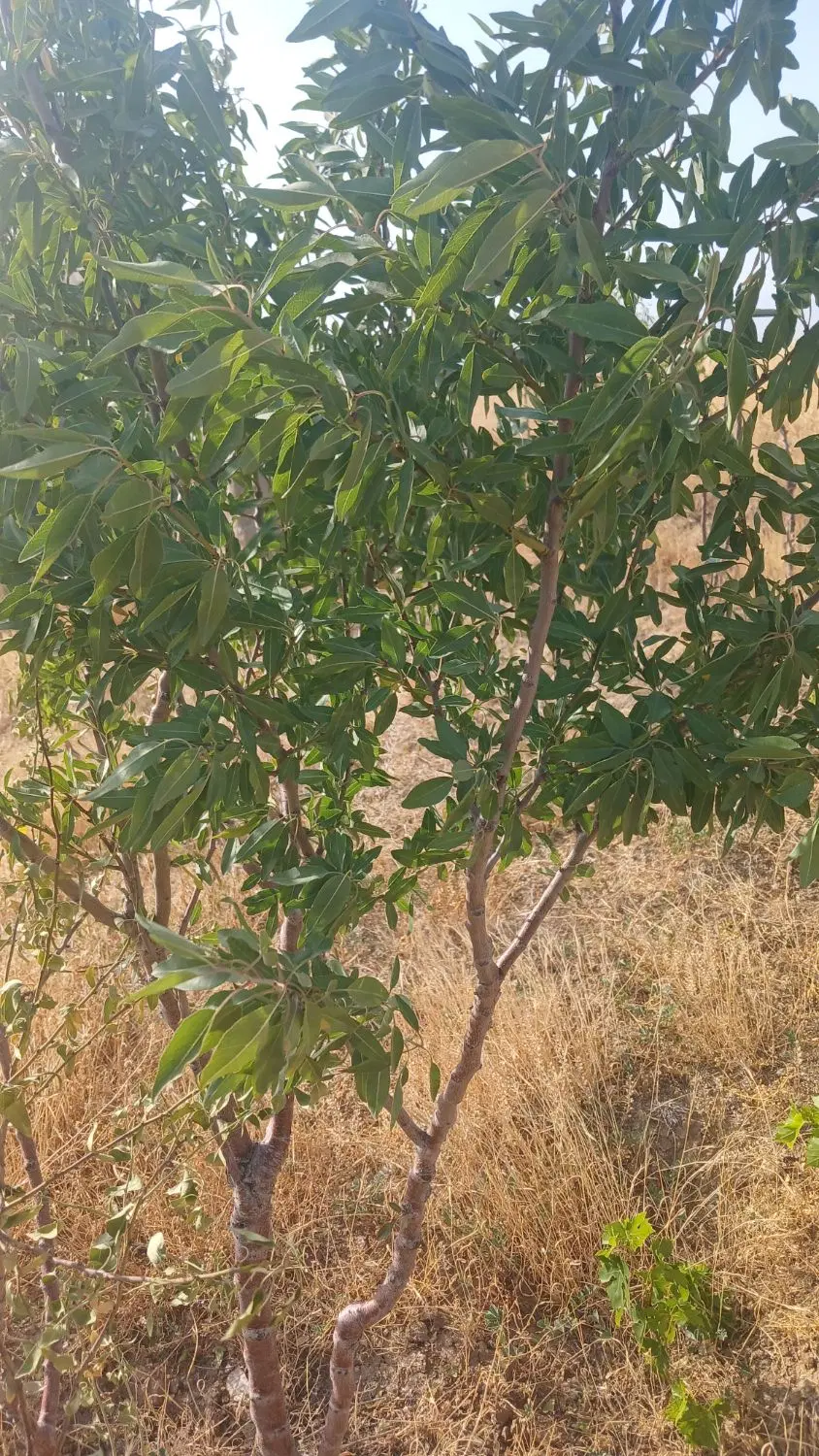 آلونک نزدیک شهر