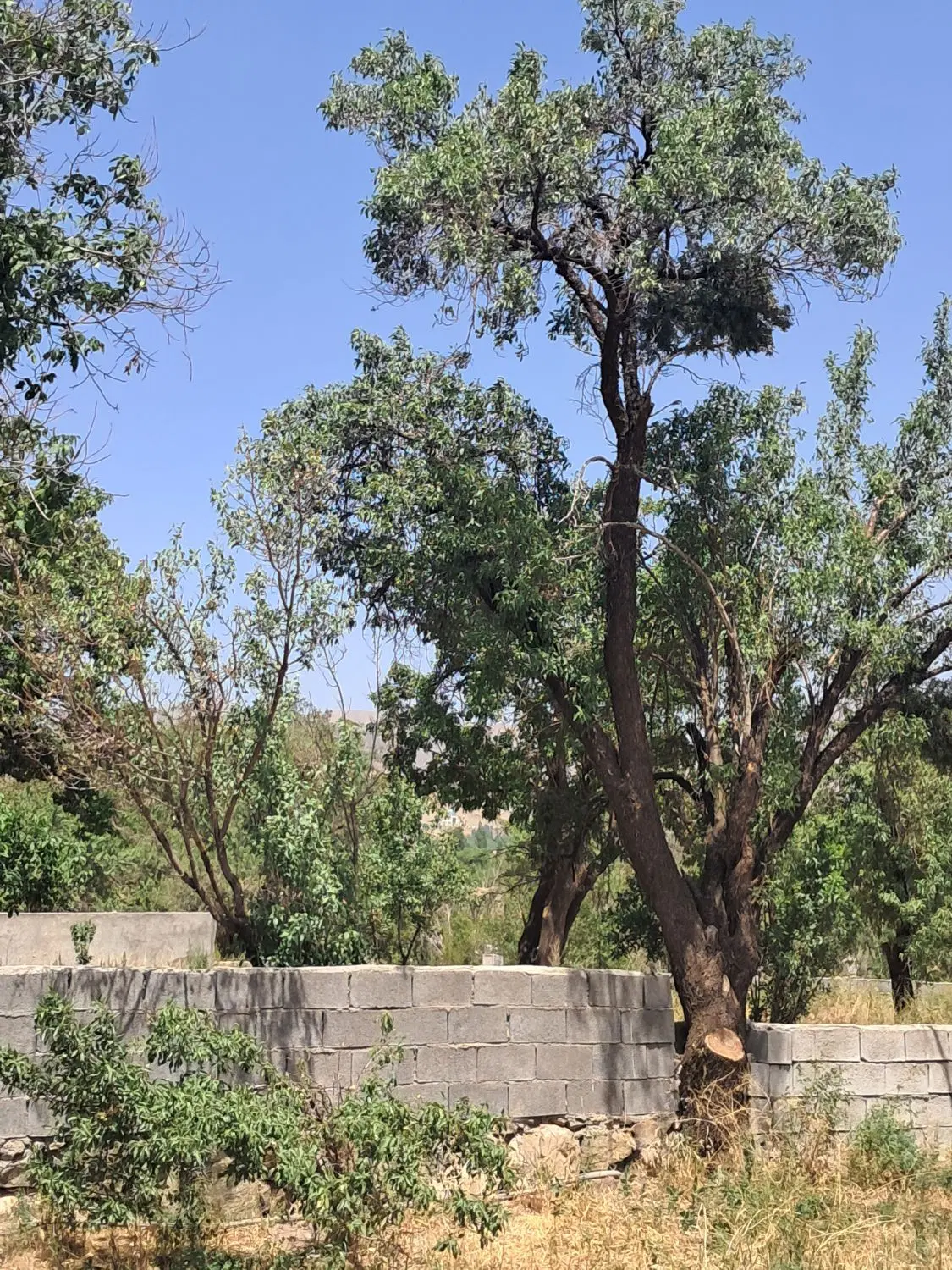 خانه باغ جاسب با استخر