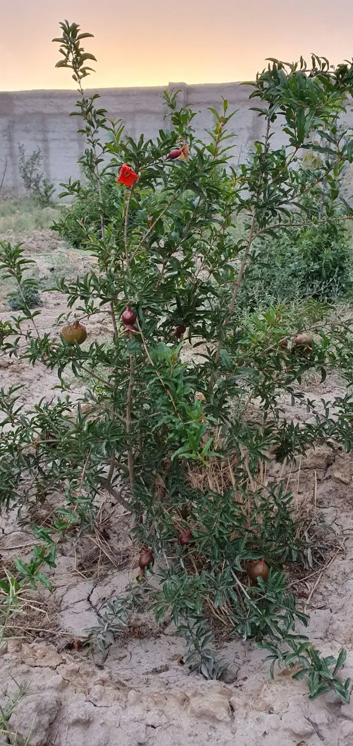 باغ باغچه زمین باغی چهاردیواری دهشادشهریارنسیم شهر